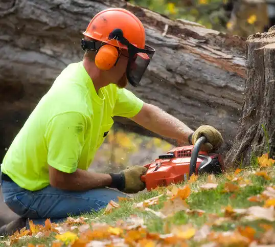 tree services Mansfield